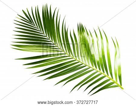 Green Palm Coconut Leaves On White Background Isolate With Clipping Path.