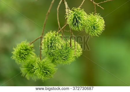 Green Rambutan Is A Berry And Cannot Be Harvested. When It's Time To Harvest, The Rambutan Becomes B