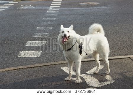 A Joyful West Siberian Laika Husky Dog With A Leash And A Harness Collar Stands At A Pedestrian Cros
