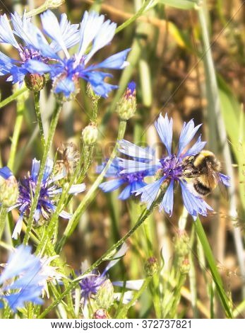 Close Up Of Bumblebee On Iris Flower. Summer Nature Concept.