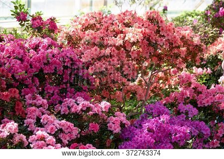 Multicolored Azalea Bushes In The Garden. Blooming Bushes Of Colorful Azalea Flowers At Spring. Beau