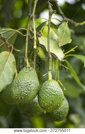 Hass Avocados On The Tree, Cultivation In Colombia - Persea Americana 'hass'