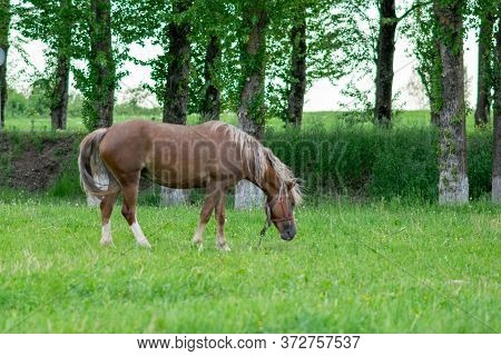 Silvery Bay Horse In A Field On A Paddock.