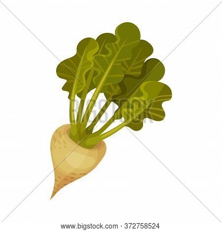 Whole Sugar Beet As Agricultural Crop For Extraction To Make Refined Sugar Vector Illustration