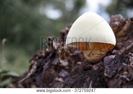 Tree Mushrooms. Silky Edible Plate Mushroom Volvariella Bombycina Growing On Dead Rotten Wood. A Rar