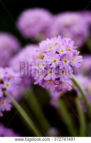 Primrose Blooms In The Garden, Primula Denticulata. Blue And Purple
