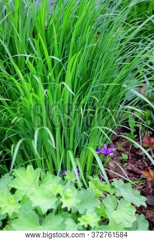 Violet Flowers Of Iris Graminea Or Plum Iris In The Spring Garden. Alchemilla In The Foreground