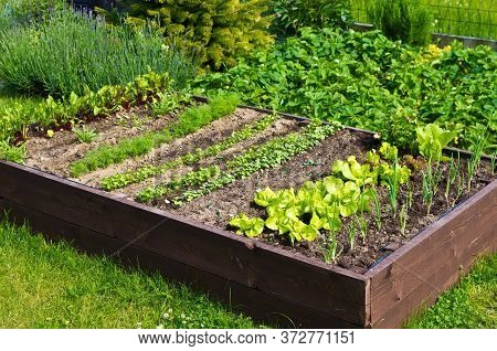 Vegetable Box In The Home Garden. Ecology And Homegrowing Concept