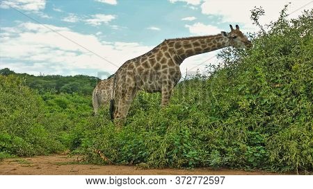 Giraffes Close-up. Graceful Animals Graze In Green Bushes. A Long Neck, A Head With Horns, A Spotted