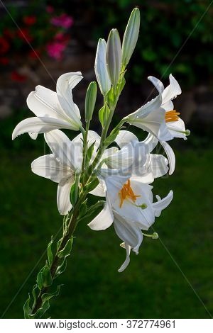 White Lily In The Garden. Lilium Longiflorum