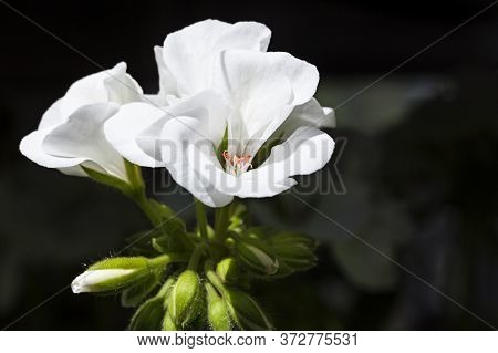 Several Beautiful White Flowers In A Bunch