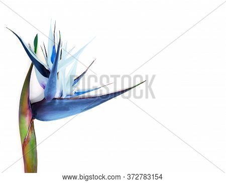 Magnificent Strelitzia Flower Isolated On White. Big Tropical Flower.