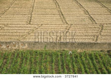 Agriculture