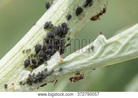 Blackfly Infestation