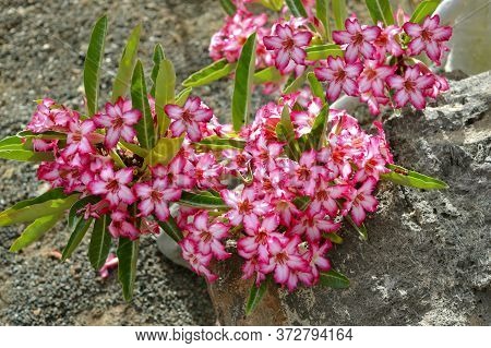 Adenium Arabicum Common Name Desert Rose In Flower