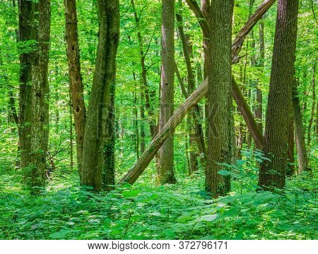 Baneasa Forest Near Bucharest, Romania. Fresh Green Forest Landscape In The Spring Or Summer.