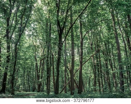 Baneasa Forest Near Bucharest Romania. Spring Summer Dark Green Forest Landscape