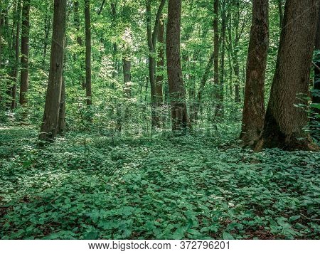 Baneasa Forest Near Bucharest Romania. Spring Summer Green Forest Landscape