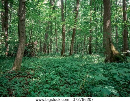 Baneasa Forest Near Bucharest Romania. Spring Summer Green Forest Landscape