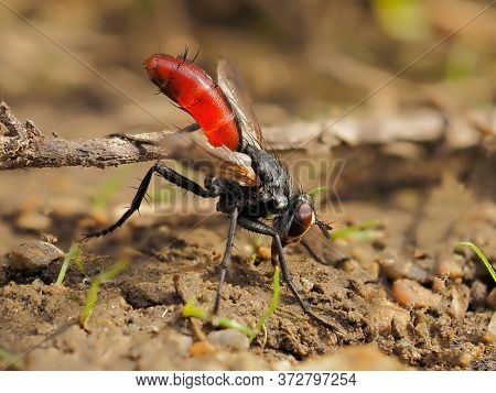 hoverfly species (Xylota segnis) on the ground