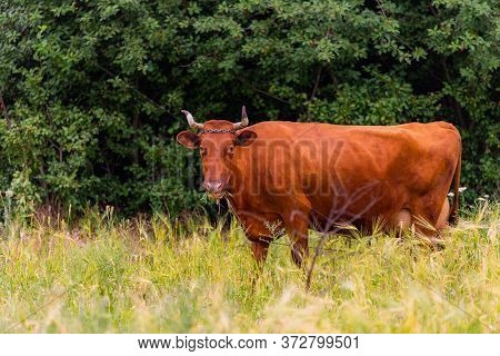 Grass-fed Beef Cow In Pasture. Farm Nature Concept