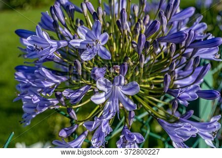 Allium Polyanthum Violet Onions. Close-up Macro View Of The Blooming Onion With Green Blurred Backgr