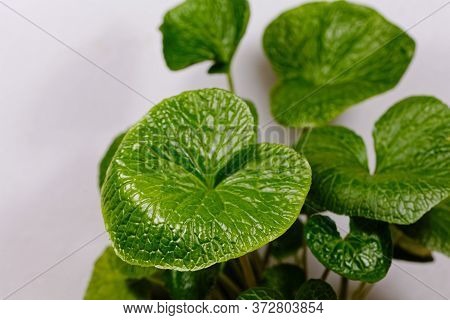 Leaves Of A Japanese Horseradish Plant, Eutrema Japonicum