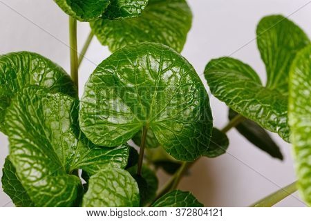 Leaves Of A Japanese Horseradish Plant, Eutrema Japonicum