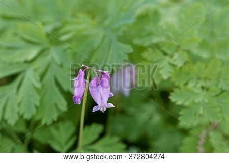 Flower Of A Pacific Bleeding Heart, Dicentra Formosa.