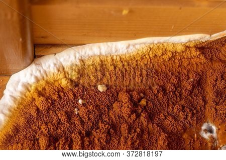 An Element Of A Growing Fungus Serpula Lacrymans On Walls And Floors In A Residential Building. It I