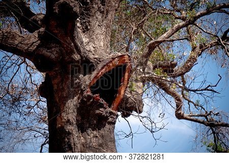 Burnt Trees After The Huge Fire In Malibu - Travel Photography