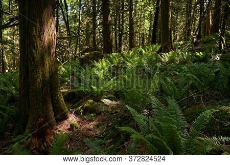 Pacific Northwest Forest Sunshine. A Lush, Temperate Rainforest Floor Of The Pacific Northwest.