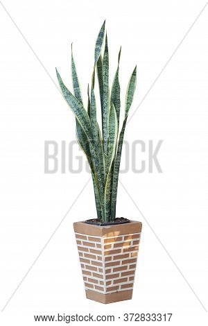 Bowstring Hemp, Devil Tongue, Mother-in-law's Tongue Or Snake Plant In Pot Isolated On White Backgro