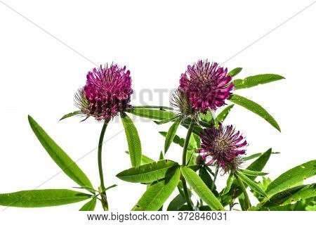 Bright Purple Flowers And Green Trifoliate Leaves Of Trifolium Alpestre, Isolated On White Backgroun