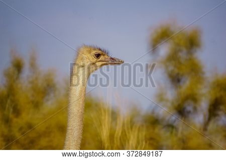 Ostrich, In The Yotvata Hai-bar Nature Reserve, The Arava Desert, Southern Israel