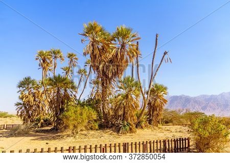 Small Grove Of Doum Palm Trees (hyphaene Thebaica), In The Arava Desert, Southern Israel