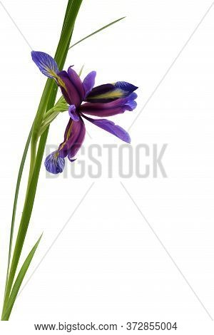 Purple Flower Of Iris Graminea Isolated On White Background. High Resolution Photo. Full Depth Of Fi