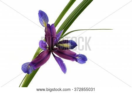 Purple Flower Of Iris Graminea Isolated On White Background. High Resolution Photo. Full Depth Of Fi