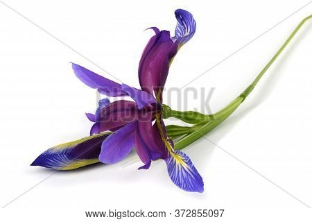 Purple Flower Of Iris Graminea Isolated On White Background. High Resolution Photo. Full Depth Of Fi