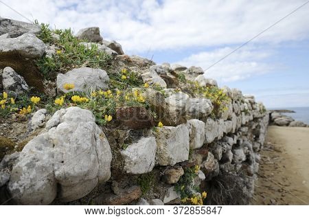 Scenic View Of Beautiful Rocky Pier With Yellow Wildflowers; Blue Sea Against Sky. Sabaudia, Lazio, 