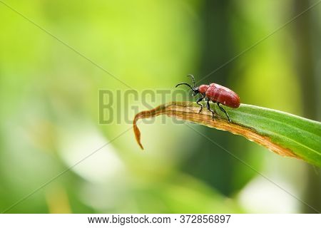 Scarlet Lily Beetle (lilioceris Lilii) On Damaged Leaf. High Resolution Photo. Full Depth Of Field.