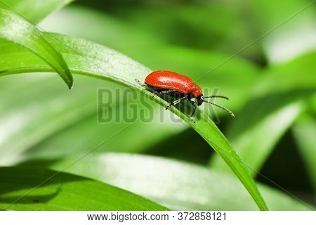 Scarlet Lily Beetle (lilioceris Lilii) On Damaged Leaf. High Resolution Photo. Full Depth Of Field.