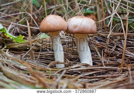Two Edible Fungi Suillus Granulatus Growing Among Dry Grass