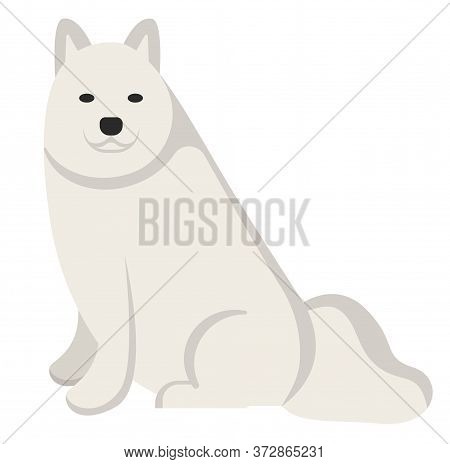 Samoyede , Illustration On White Background Flat Style