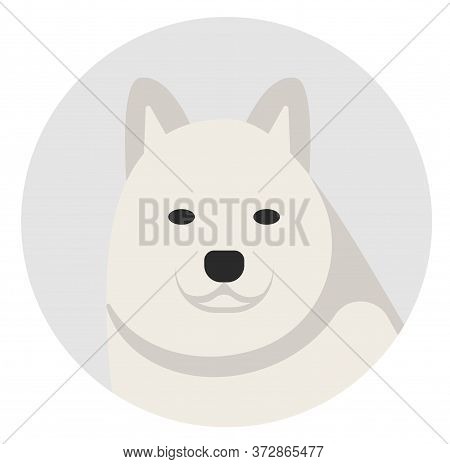 Samoyede , Illustration On White Background Flat Style