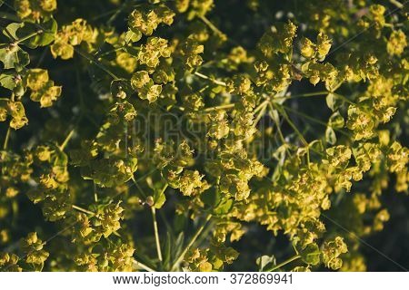 Euphorbia Esula Plant. Yellow Floral Background. Honey Plant.