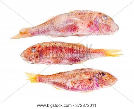 Three Frozen Red Mullet Fish Isolated On White Background