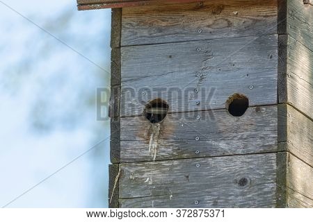 Nestbox On A Tree. Mom Or Dad Bird Flew Into The Nestbox To Feed Their Chicks. A Bird's Tail Protrud