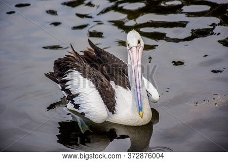 The Australian Pelican, Pelecanus Conspicillatus Is A Large Waterbird In The Family Pelecanidae, Wid