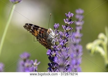 Painted Lady, Cosmopolite (vanessa Cardui) On Lavender (lavandula)